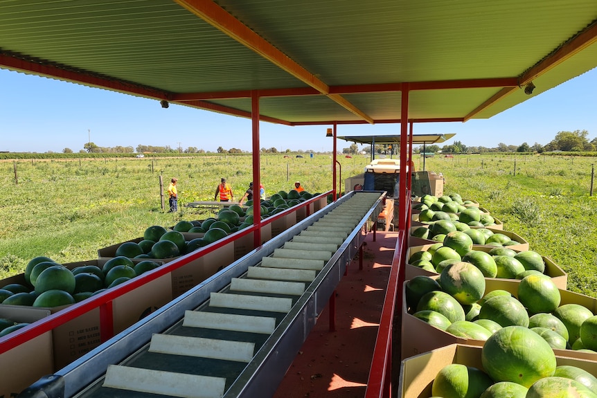 Workers in high vis stand on a farm by a tractor, pulling a trailer with a conveyer belt down the middle of watermelon rows.