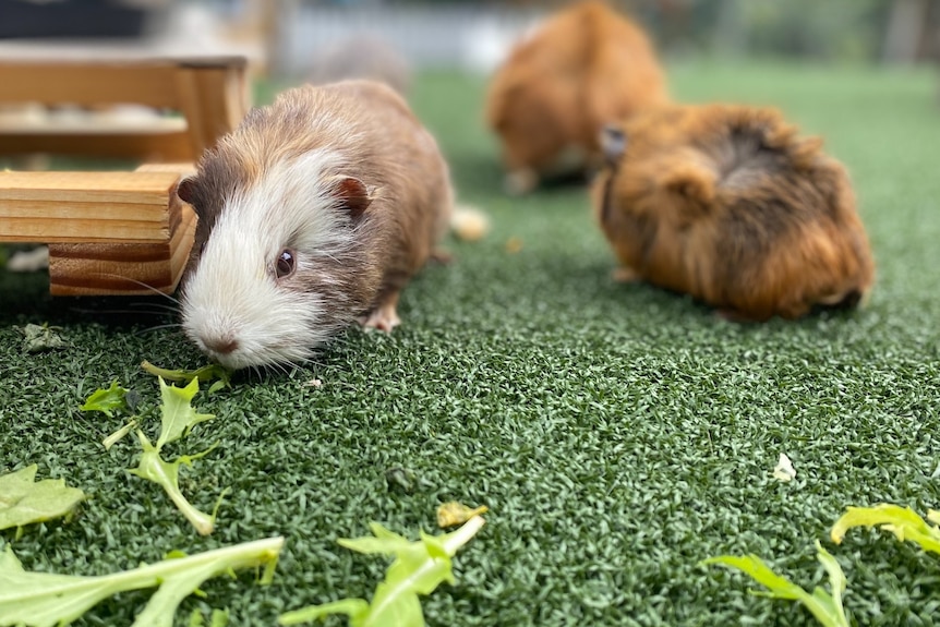 Close up of a white and brown guinea pig