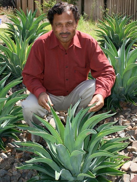 Associate Professor Nanjappa Ashwatch inspects agave plants (relatives of tequila) that grow well in