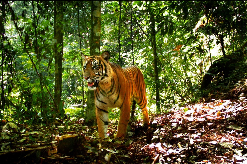 A young male Sumatran tiger