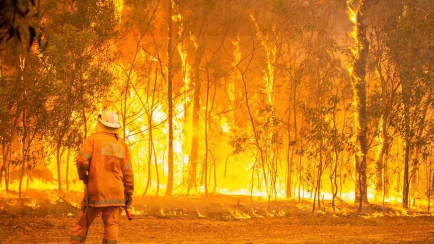 A firefighter stands in front of a ferocious blaze in bushland.