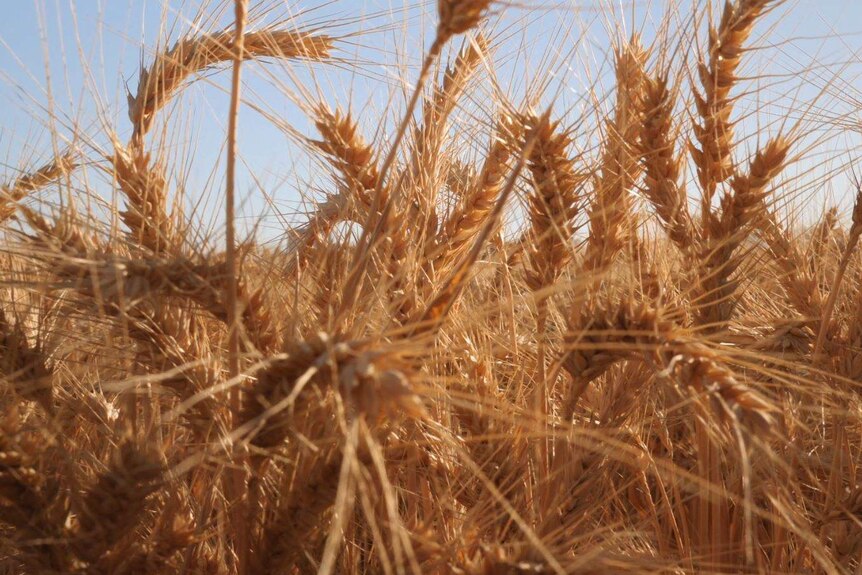 A close up of wheat in a field.