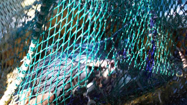 A dolphin in a net.