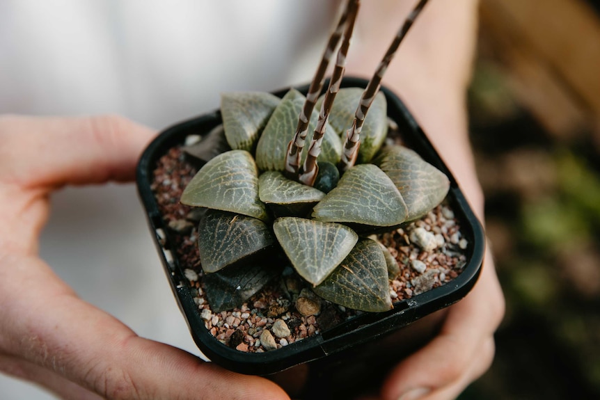 Two hands holding a Haworthia succulent, which come in a wild variety of colours and shapes.