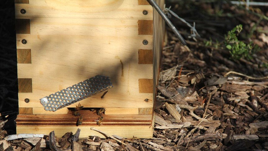 Bees escaping from a bee hive on Jim Watson's property in Kalgoorlie
