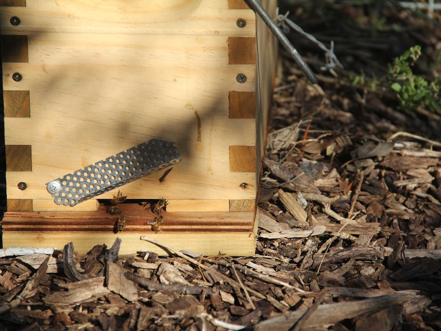 Bees escaping from a bee hive on Jim Watson's property in Kalgoorlie