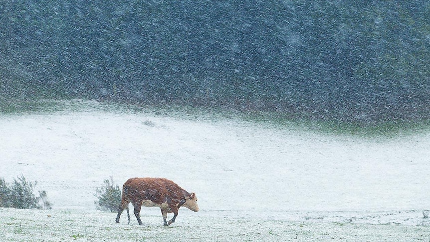 A cow in a snow blizzard at Riana July 13, 2016
