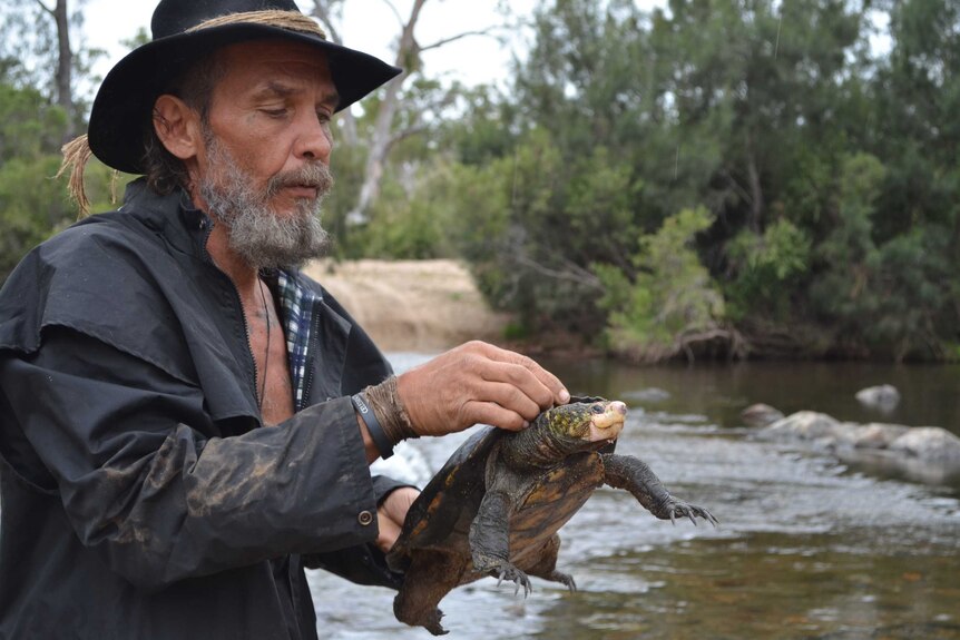 Indigenous man in a black hat holding and looking at a green turtle with a cream white bill standing in a creek
