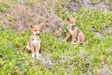 Two small dingo puppies sit among coastal vegetation looking cute.