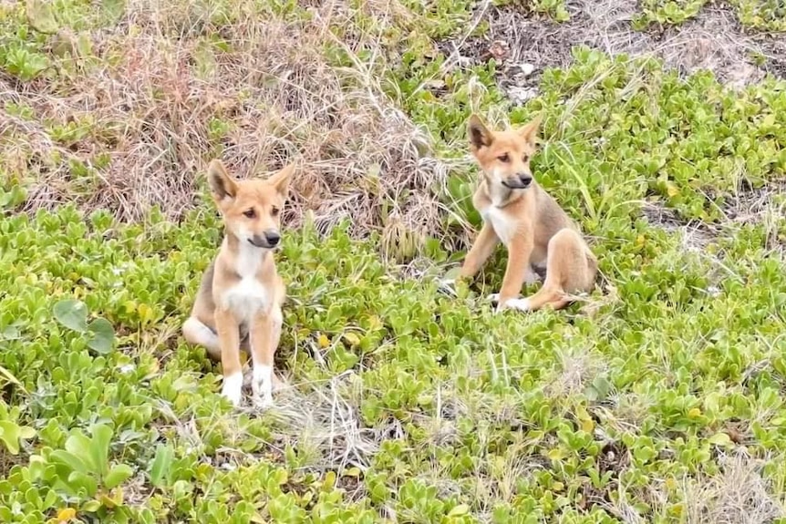 Two small dingo puppies sit among coastal vegetation looking cute.