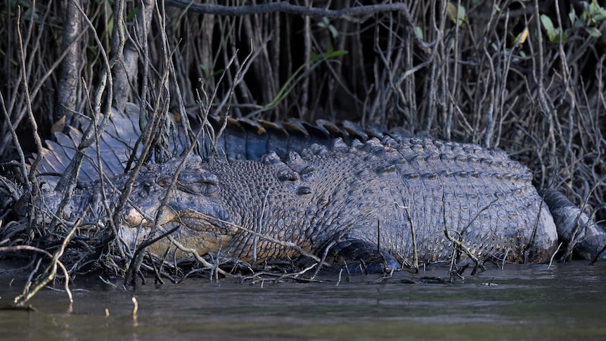 Large crocodile on river bank amongst mangrove shoots.