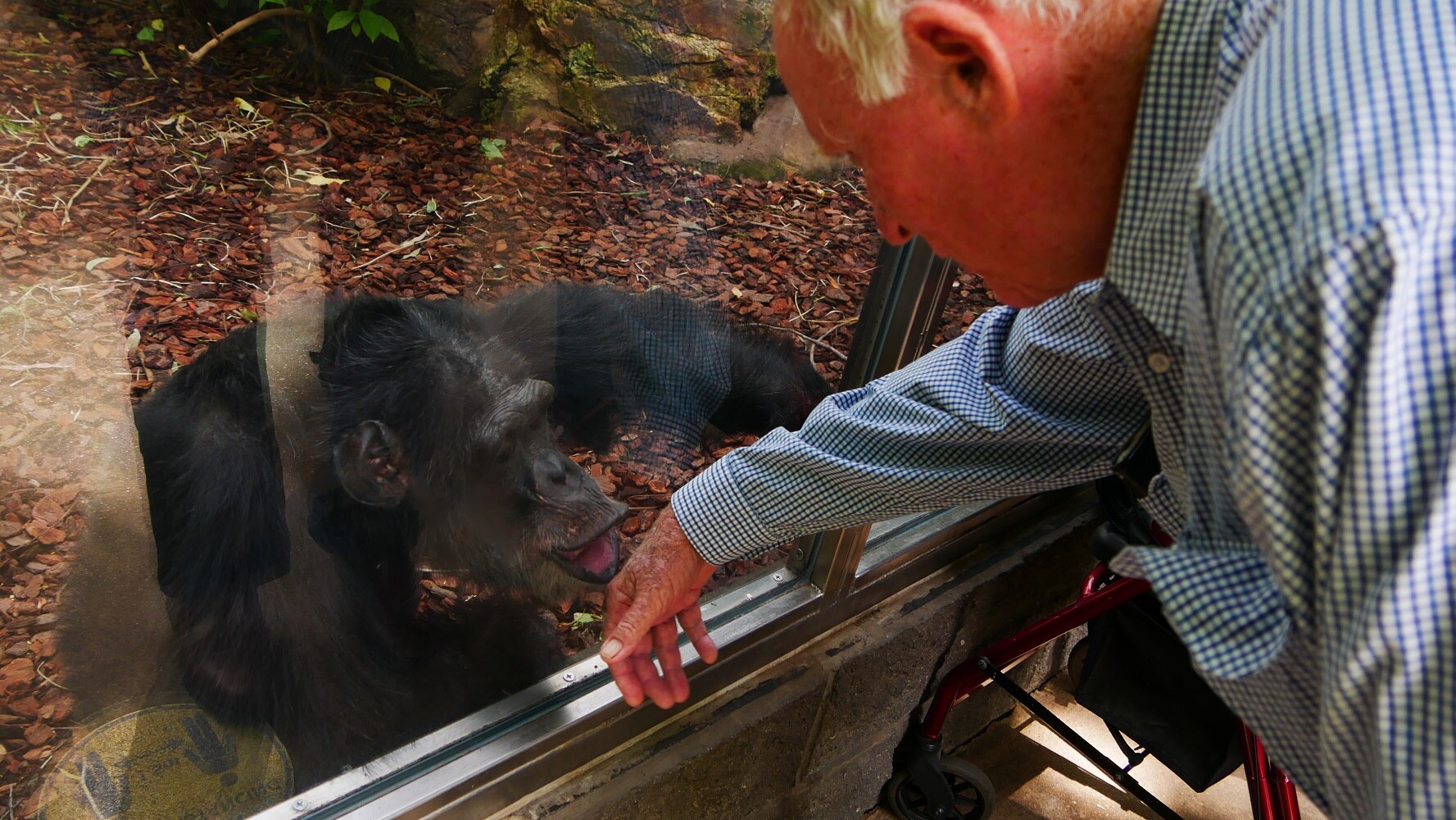 Cassius the chimp goes to kiss Tom Wyatt's hand through the glass