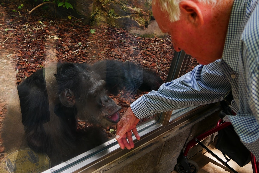 Cassius the chimp goes to kiss Tom Wyatt's hand through the glass