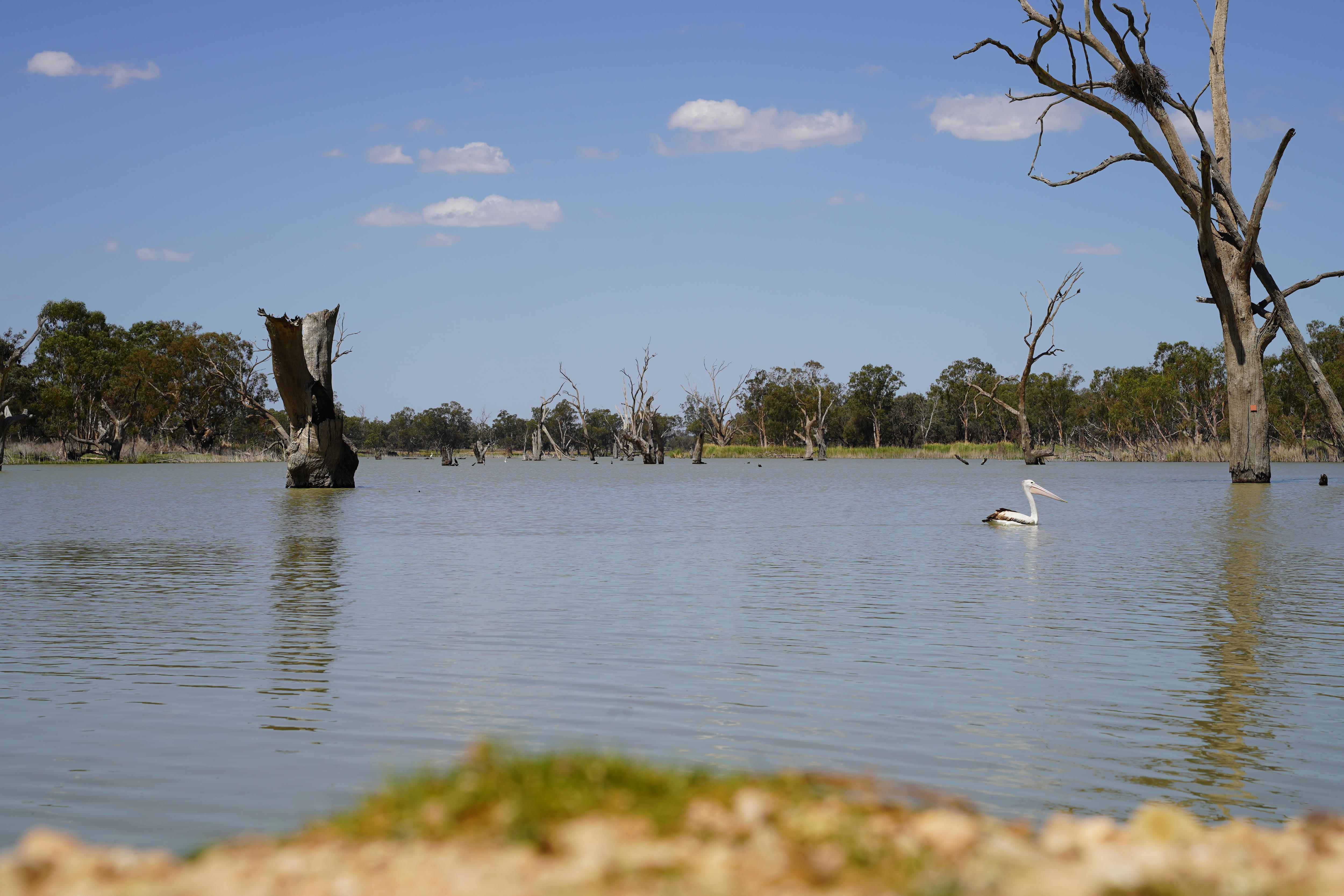 Un pelícano nada en el río Murray. Hay árboles muertos en medio del río. Hay árboles de caucho en la orilla.