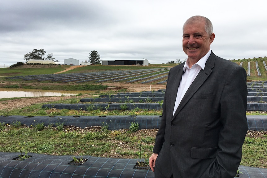 Adele CEO John Gilmore in front of the centre's young blueberry plantation.