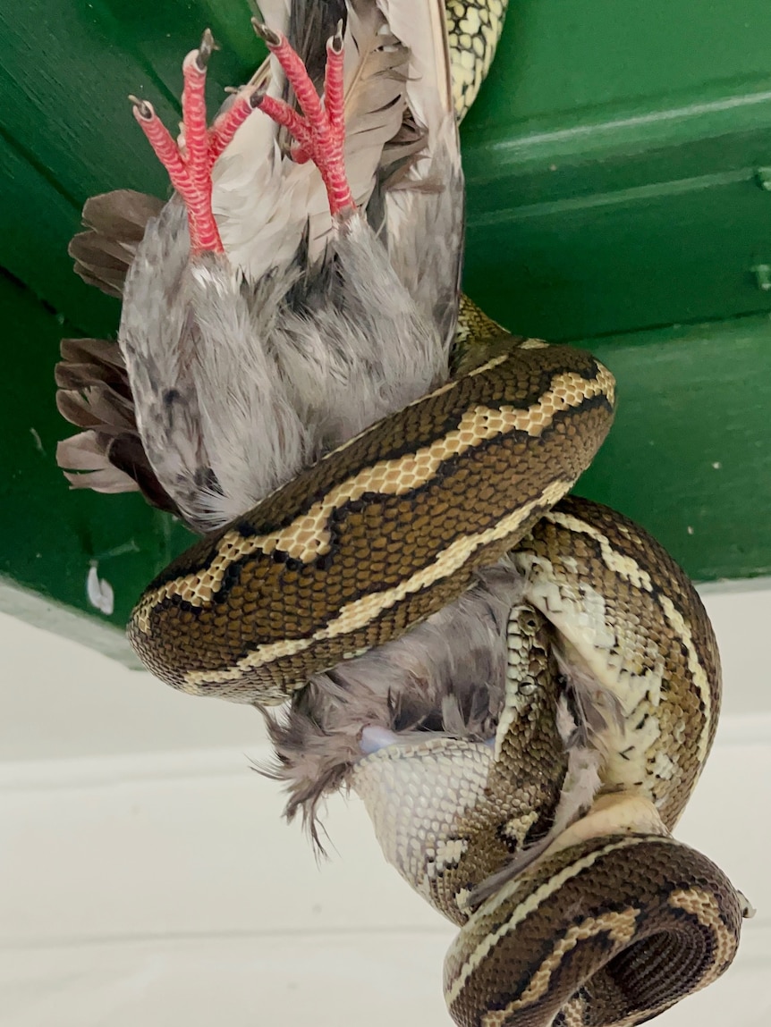 Python hangs from the roof and eats a pigeon after recent rains in Queensland