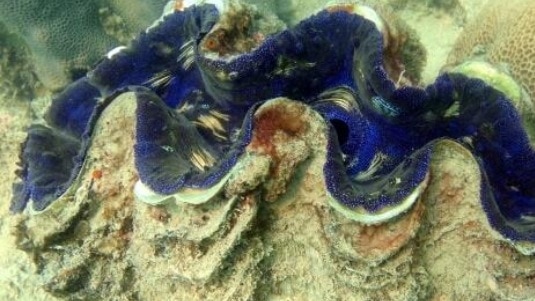 Giant clams spawning a giant opportunity - ABC News