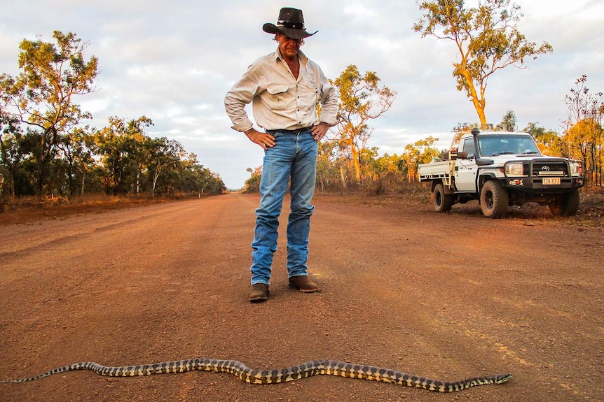 A man in a broad-brimmed hat inspects a moving death adder slithering across on a dirt road.