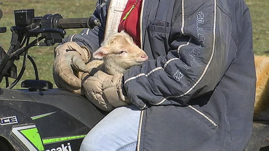 A lamb cradled in farmer's arms.