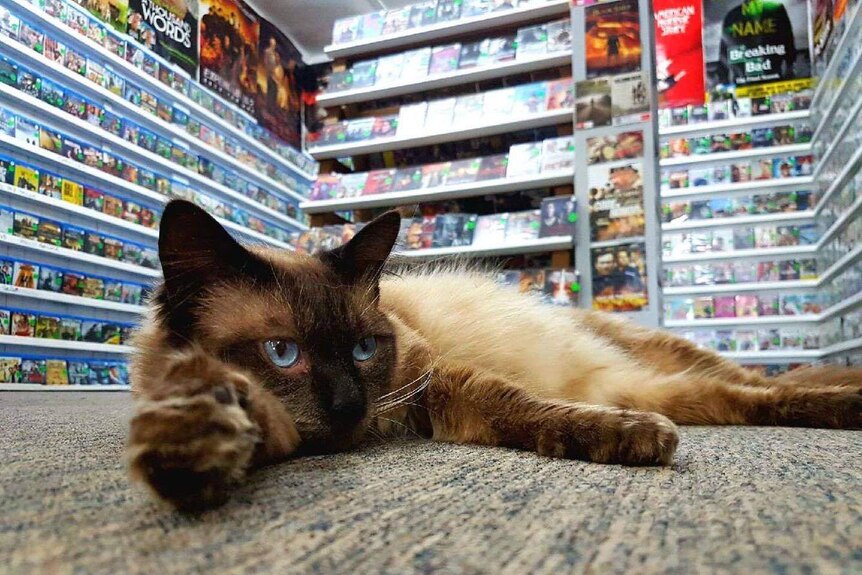 Lazy cat lying of the floor of a video rental store.