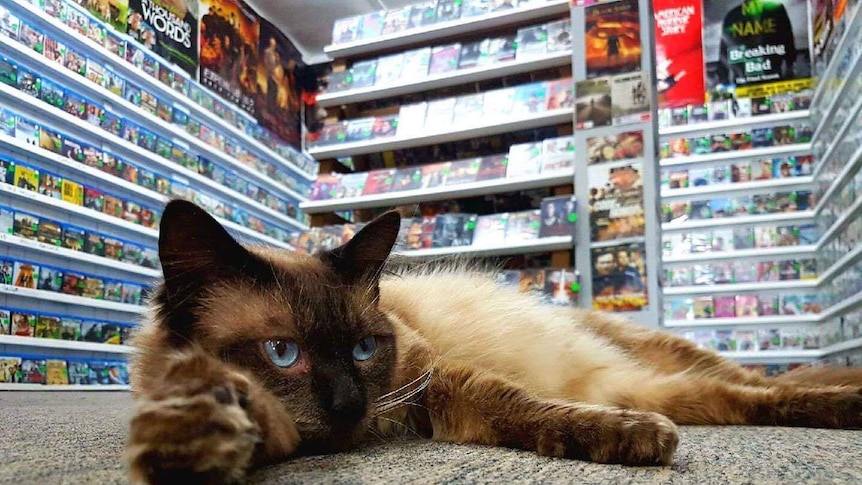 Lazy cat laying of the floor of a video rental store.