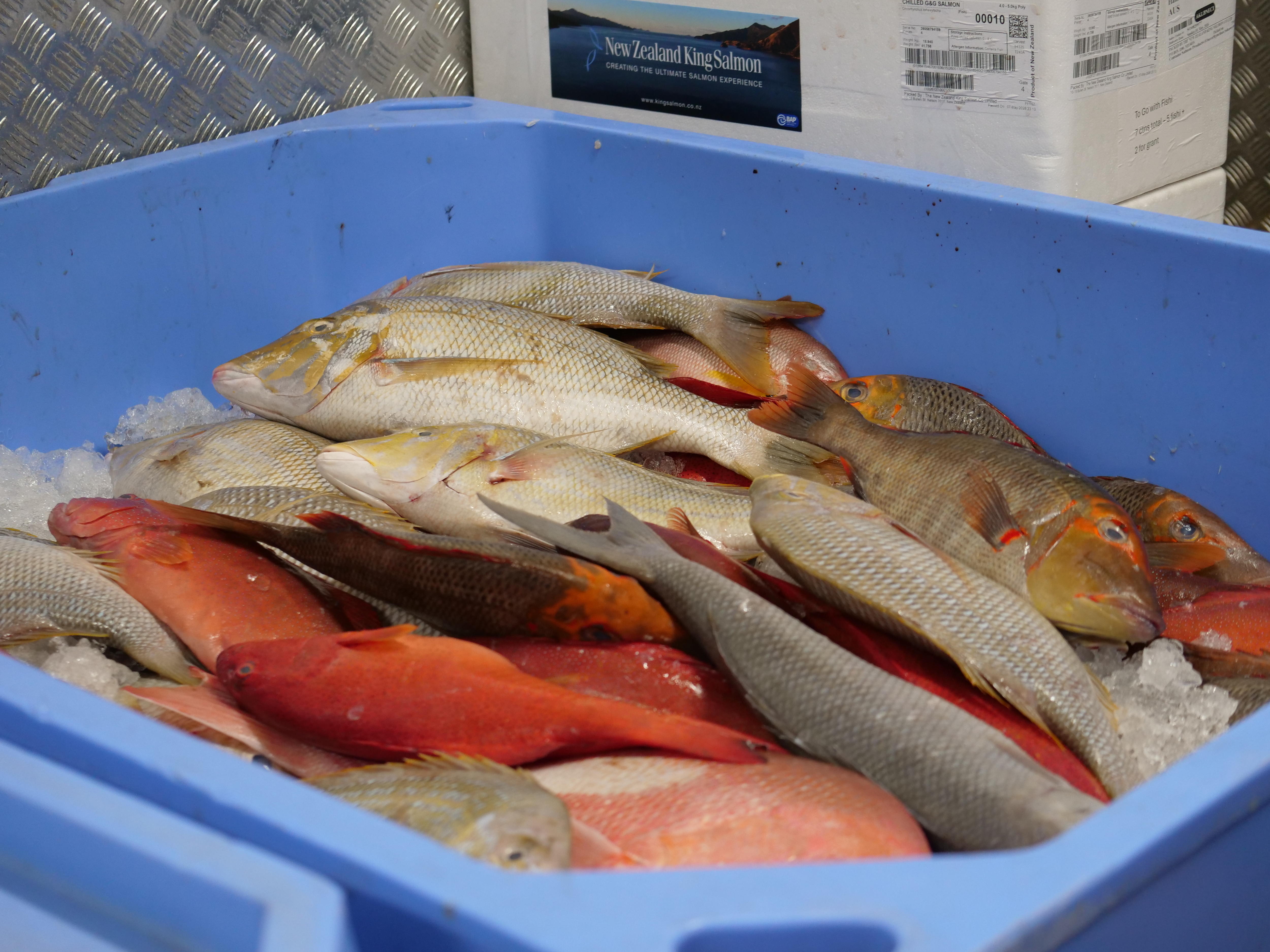氷の上に魚が入ったバケツ。