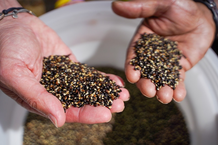 Hands holding wattle seed