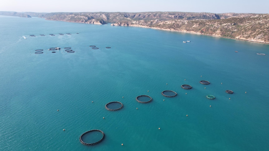 Large rings float in the ocean with a coastline in the background.