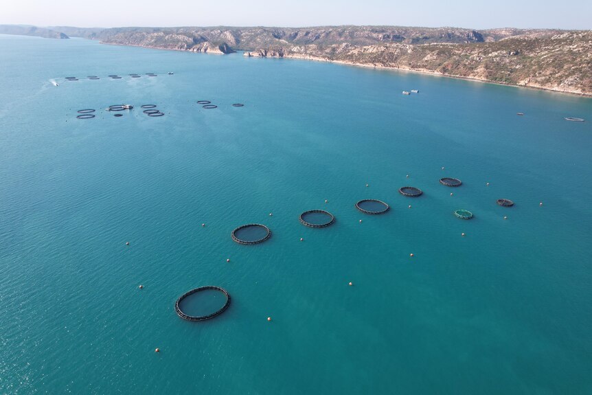 Blue ocean water with lines of fish farming equipment, appearing as black circles, along it.