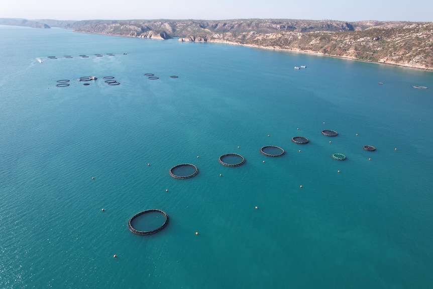 Blue ocean water with lines of fish farming equipment, appearing as black circles, along it.