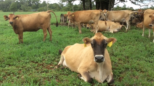 Dairy cows in north Queensland.