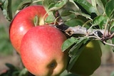 The variety is a cross between a Braeburn and Gala