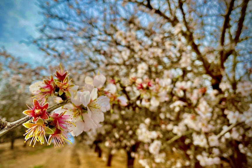 A close up in focus of pink and white flowering almond blossoms, in an almond orchard of red dirt against a blue winter sky.