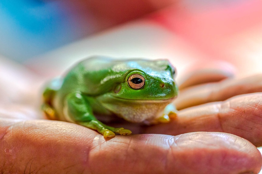A hand holds a northern green tree frog