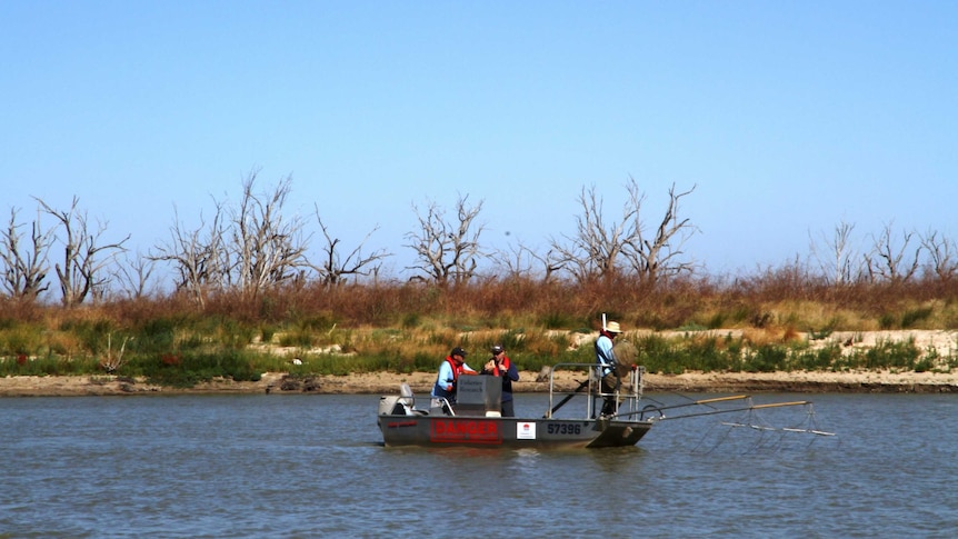 Fisheries staff save native species from Menindee Lakes