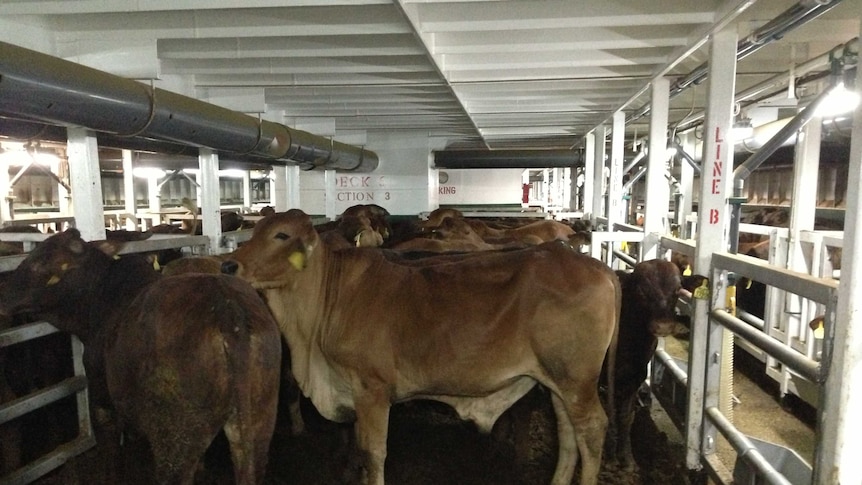 Cattle on a livestock export ship