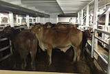 Cattle on a livestock export ship