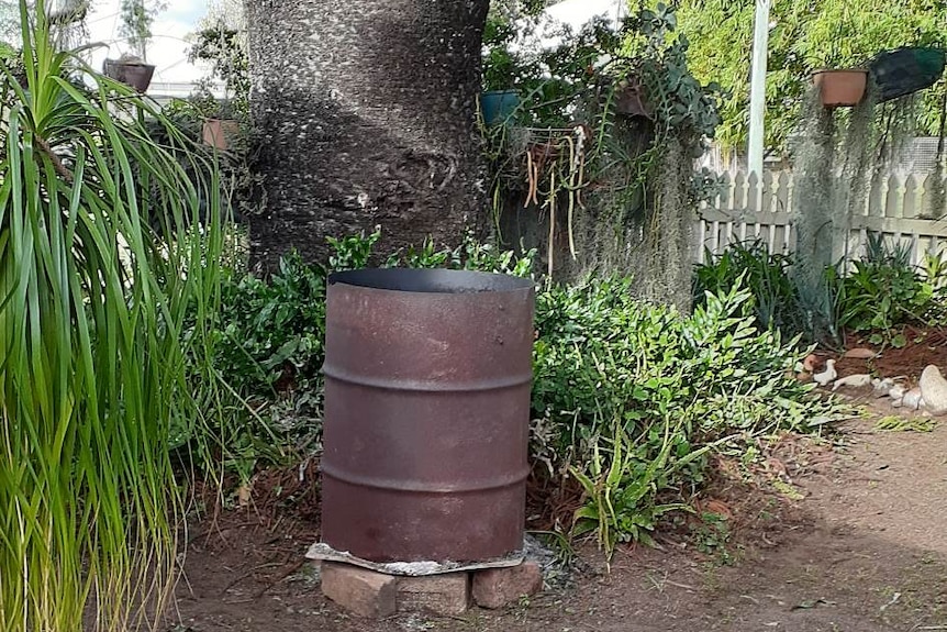 A rusted 44-gallon drum at the base of a large Norfolk pine tree.