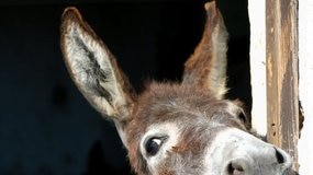 The Good Samaritan Donkey Sanctuary has operated near Clarence Town for 37 years.