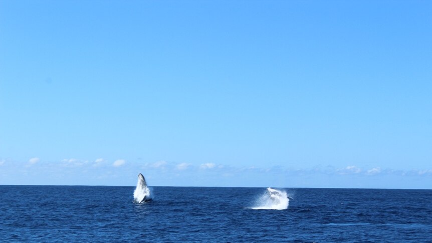 A double breach, as the whales migrate north to warmer waters.