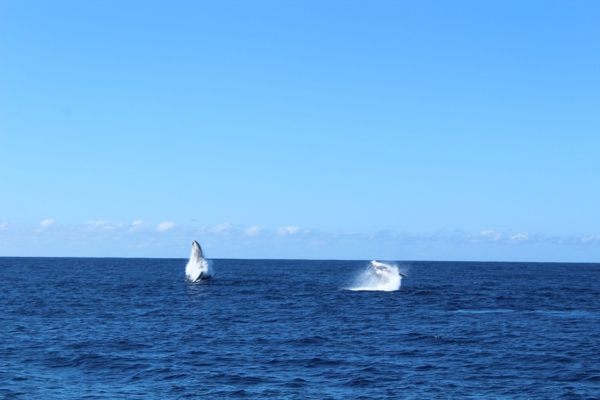 A double breach, as the whales migrate north to warmer waters.