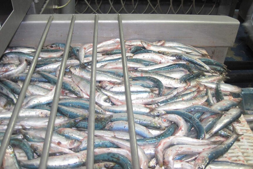 Sardines in a marinating machine