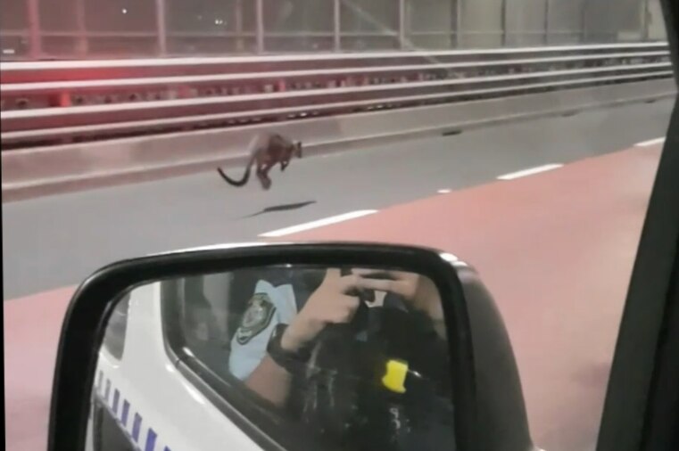 A wallaby on the Harbour Bridge, as seen from a police car.
