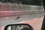 A wallaby on the Harbour Bridge, as seen from a police car.