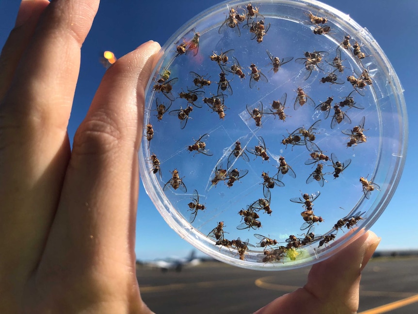 A group of sterile fruit flies to be released in South Australia .