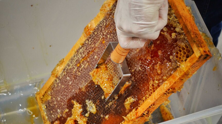 A rack of honeycomb rests in a plastic bucket, as a hand pulls a scraping utensil across the surface.