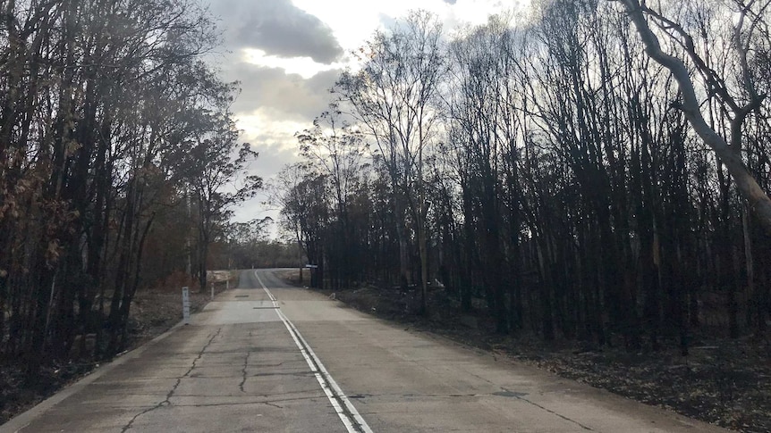 Burnt trees line a road in Deepwater.