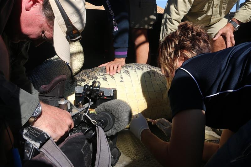 Photo of a group of people crowded around a crocodile