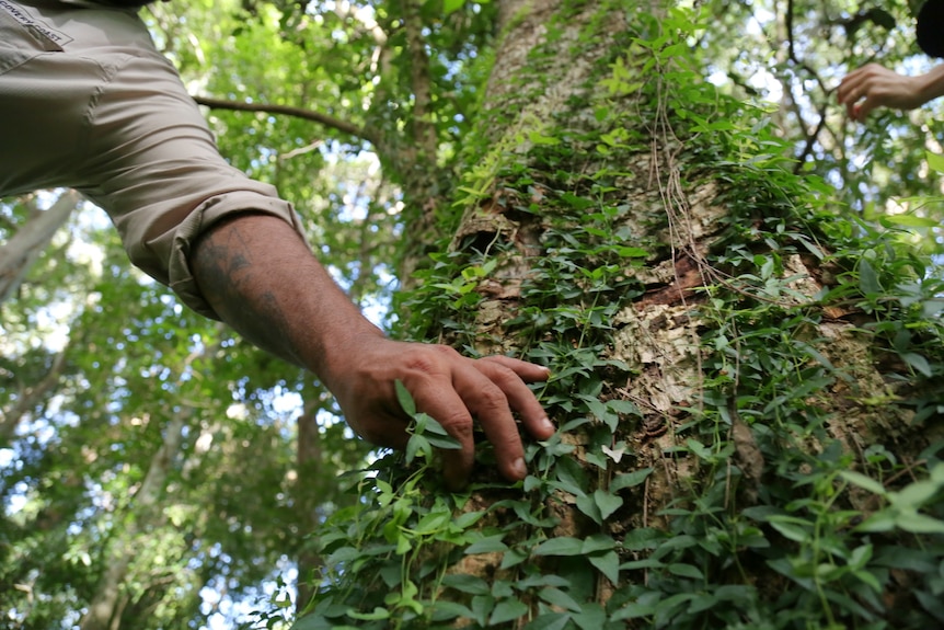 Close up of a hand pulling a vine from a tree 