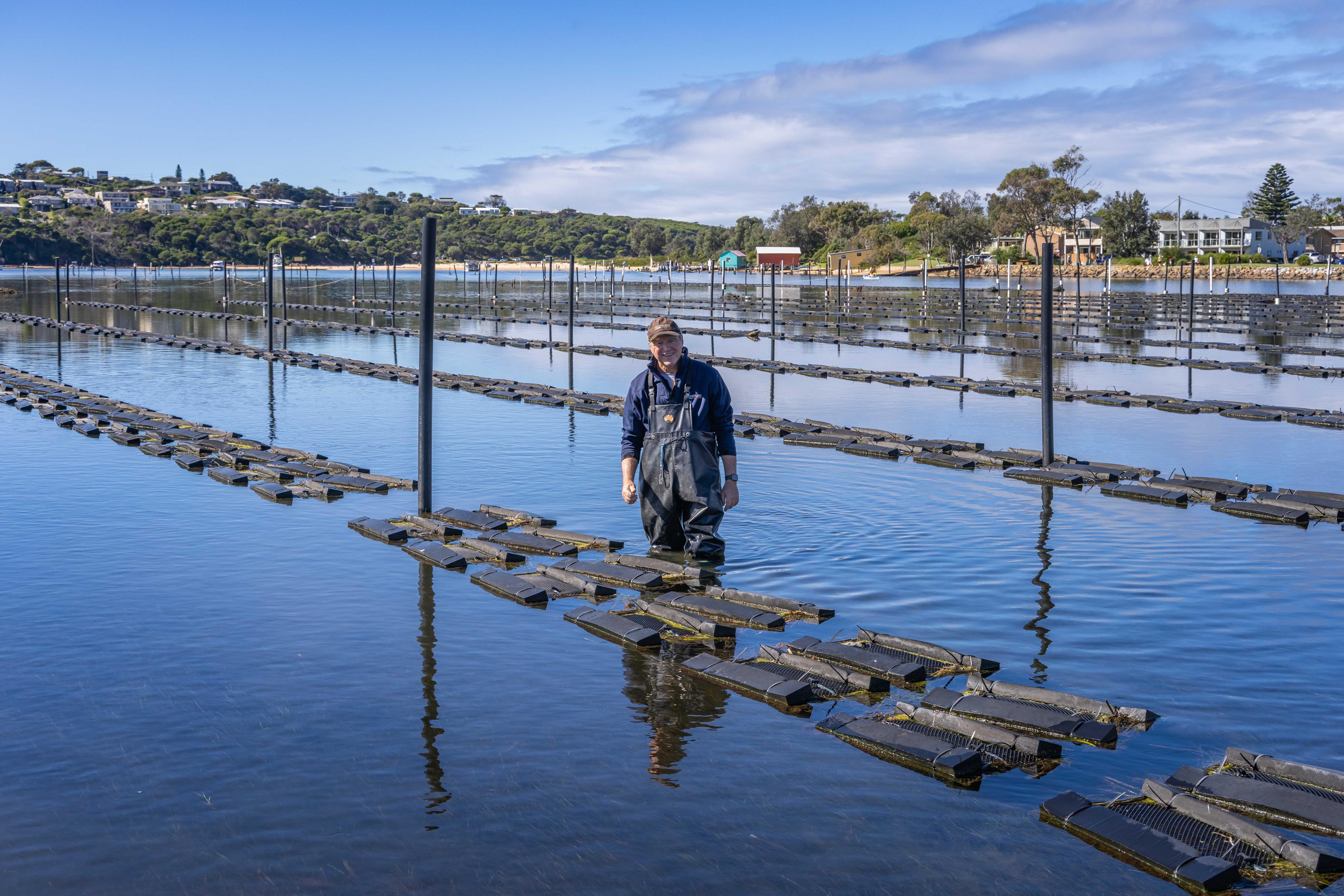 Far South Coast breaks records in oyster growing turnaround